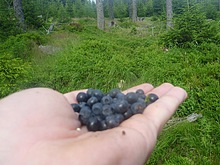 Lesn� z�ti�� - Kl�dov� cesta - Krakono�ova sn�dan� - Terex - Harrachov