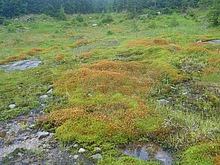 Lesn� z�ti�� - Kl�dov� cesta - Krakono�ova sn�dan� - Terex - Harrachov