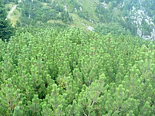 Horn� m�se�ky - Vrbatova bouda - Labsk� bouda - Dvora�ky - Harrachov