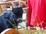 My Kiknik Harrachov  Awesome Gastronomy and Children's Fun