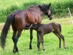 Ran pod tpnkou - Ranch under Stepanka (foto 1)