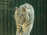 Liberec ZOO tygr - Liberec - ZOO, Aquapark Babylon (foto 5)