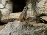 Liberec - ZOO, Aquapark Babylon (foto 9)