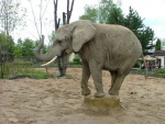 Slon - Dvr Krlov - ZOO & Safari (foto 3)