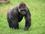 Gorila - Dvr Krlov - ZOO & Safari (foto 7)